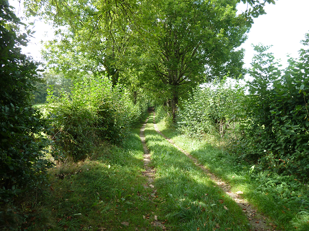 Chemin ombragé Sentier du Luthier