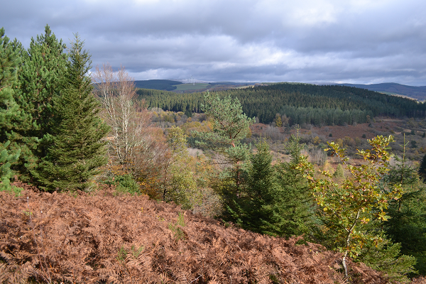 Forêt